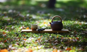 广州上课喝茶资源，品茶的顾客都对其专业的服务赞不绝口